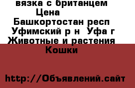вязка с британцем › Цена ­ 1 000 - Башкортостан респ., Уфимский р-н, Уфа г. Животные и растения » Кошки   